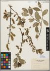 Foto von Salix myrsinifolia Salisb.